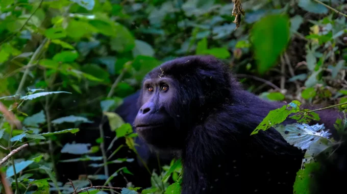 Discover the best time of year to go gorilla trekking in Rwanda. Learn about weather, seasons, tips, and when to book for the ultimate gorilla trekking experience.
