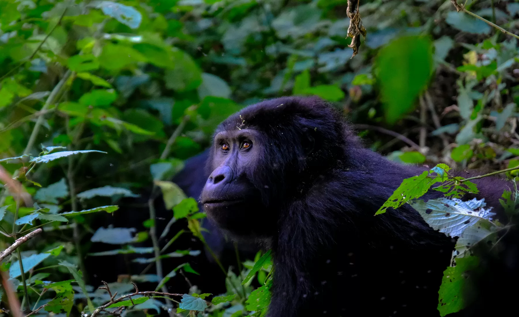 Discover the best time of year to go gorilla trekking in Rwanda. Learn about weather, seasons, tips, and when to book for the ultimate gorilla trekking experience.
