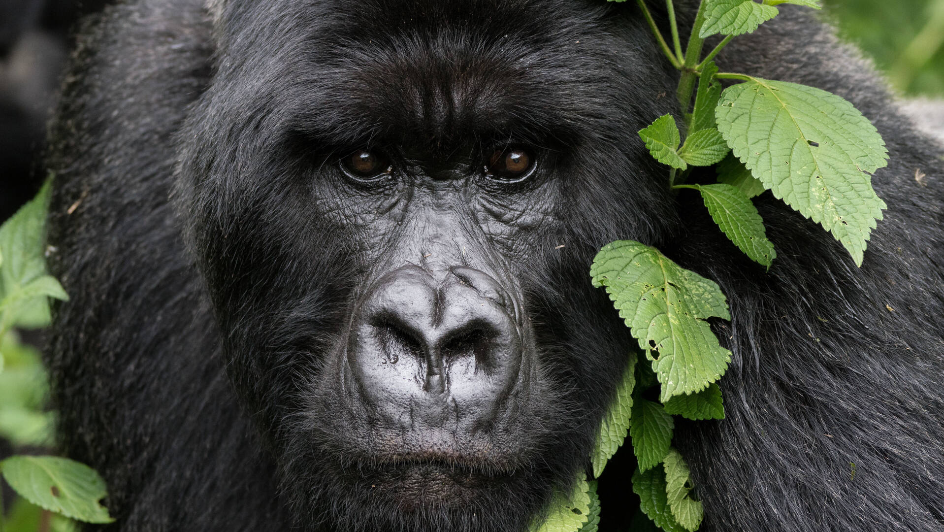 Discover how to combine gorilla trekking in Rwanda with other must-see attractions like Nyungwe Forest, Lake Kivu, Akagera National Park, and Kigali’s cultural gems.