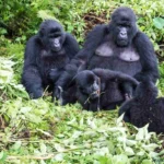 Explore the rich flora and diverse wildlife beyond gorillas in Rwanda and Uganda. Discover rare primates, vibrant birdlife, medicinal plants, and more in Volcanoes, Bwindi, and Nyungwe forests.