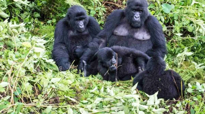 Explore the rich flora and diverse wildlife beyond gorillas in Rwanda and Uganda. Discover rare primates, vibrant birdlife, medicinal plants, and more in Volcanoes, Bwindi, and Nyungwe forests.