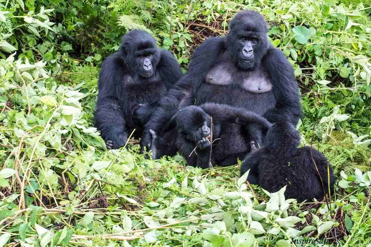 Explore the rich flora and diverse wildlife beyond gorillas in Rwanda and Uganda. Discover rare primates, vibrant birdlife, medicinal plants, and more in Volcanoes, Bwindi, and Nyungwe forests.