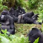 Discover the different gorilla families in Volcanoes National Park and Bwindi Forest. Learn about their unique traits, trekking tips, and how to choose the right group for your gorilla safari in Rwanda or Uganda.