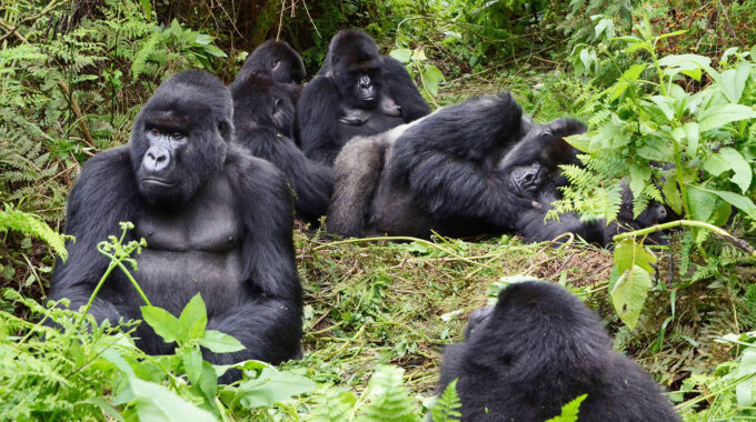 Discover the different gorilla families in Volcanoes National Park and Bwindi Forest. Learn about their unique traits, trekking tips, and how to choose the right group for your gorilla safari in Rwanda or Uganda.