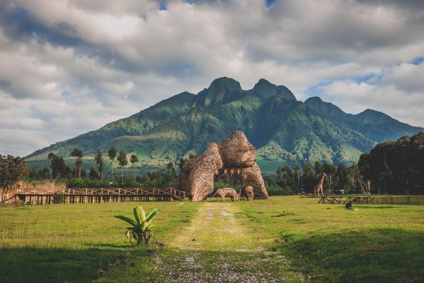 Planning a gorilla trekking safari? Compare Rwanda, Uganda, and Congo on permit cost, safety, terrain, and travel experience in this detailed guide.
