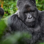 Explore Volcanoes National Park in Rwanda, a premier destination for gorilla trekking, volcano hikes, golden monkey tracking, and rich biodiversity. Plan your visit with Gorilla Rwanda Safaris.