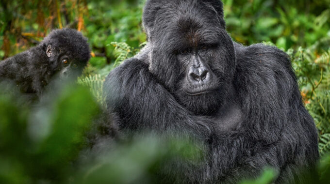 Explore Volcanoes National Park in Rwanda, a premier destination for gorilla trekking, volcano hikes, golden monkey tracking, and rich biodiversity. Plan your visit with Gorilla Rwanda Safaris.