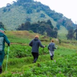 Discover the physical fitness needed for gorilla trekking in Rwanda. Get expert tips, training advice, and preparation insights for your adventure