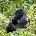 Discover how Volcanoes National Park in Rwanda plays a vital role in mountain gorilla conservation, biodiversity protection, community development, and ecotourism.