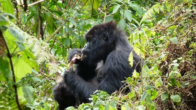 Discover how Volcanoes National Park in Rwanda plays a vital role in mountain gorilla conservation, biodiversity protection, community development, and ecotourism.