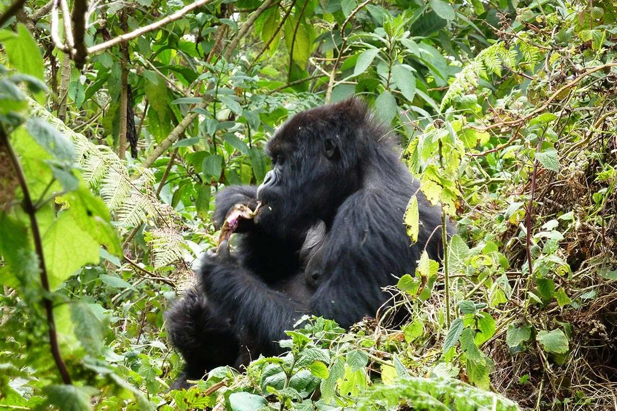 Discover how Volcanoes National Park in Rwanda plays a vital role in mountain gorilla conservation, biodiversity protection, community development, and ecotourism.