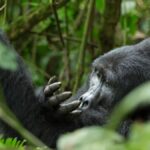 Discover why Rwanda’s $1,500 gorilla trekking permit is worth it — learn how the fee supports conservation, communities, and unforgettable wildlife encounters.