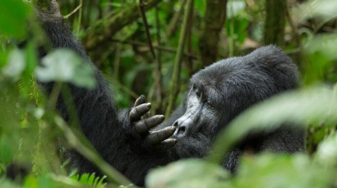 Discover why Rwanda’s $1,500 gorilla trekking permit is worth it — learn how the fee supports conservation, communities, and unforgettable wildlife encounters.