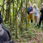 Learn essential park regulations and visitor guidelines for gorilla trekking in Volcanoes National Park (Rwanda), Bwindi, and Mgahinga (Uganda) to ensure a safe, ethical, and unforgettable experience.
