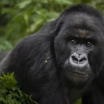 Learn how to book your Rwanda gorilla trekking permit in 2025, including costs, where to go, best time to visit, and tips from trusted tour operators.