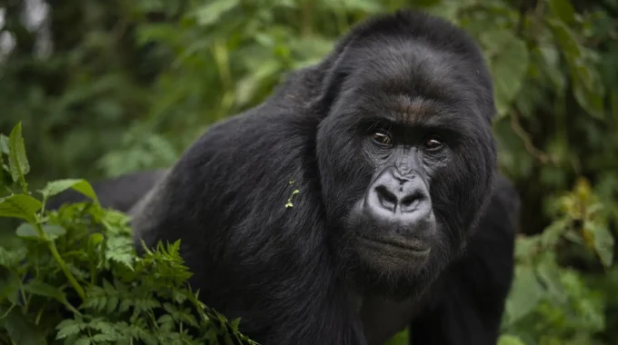 Learn how to book your Rwanda gorilla trekking permit in 2025, including costs, where to go, best time to visit, and tips from trusted tour operators.