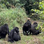 Exploring the Ecosystems of Africa’s Gorilla Parks: Biodiversity in Volcanoes, Bwindi & Mgahinga