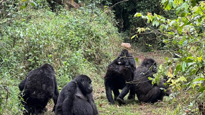 Exploring the Ecosystems of Africa’s Gorilla Parks: Biodiversity in Volcanoes, Bwindi & Mgahinga