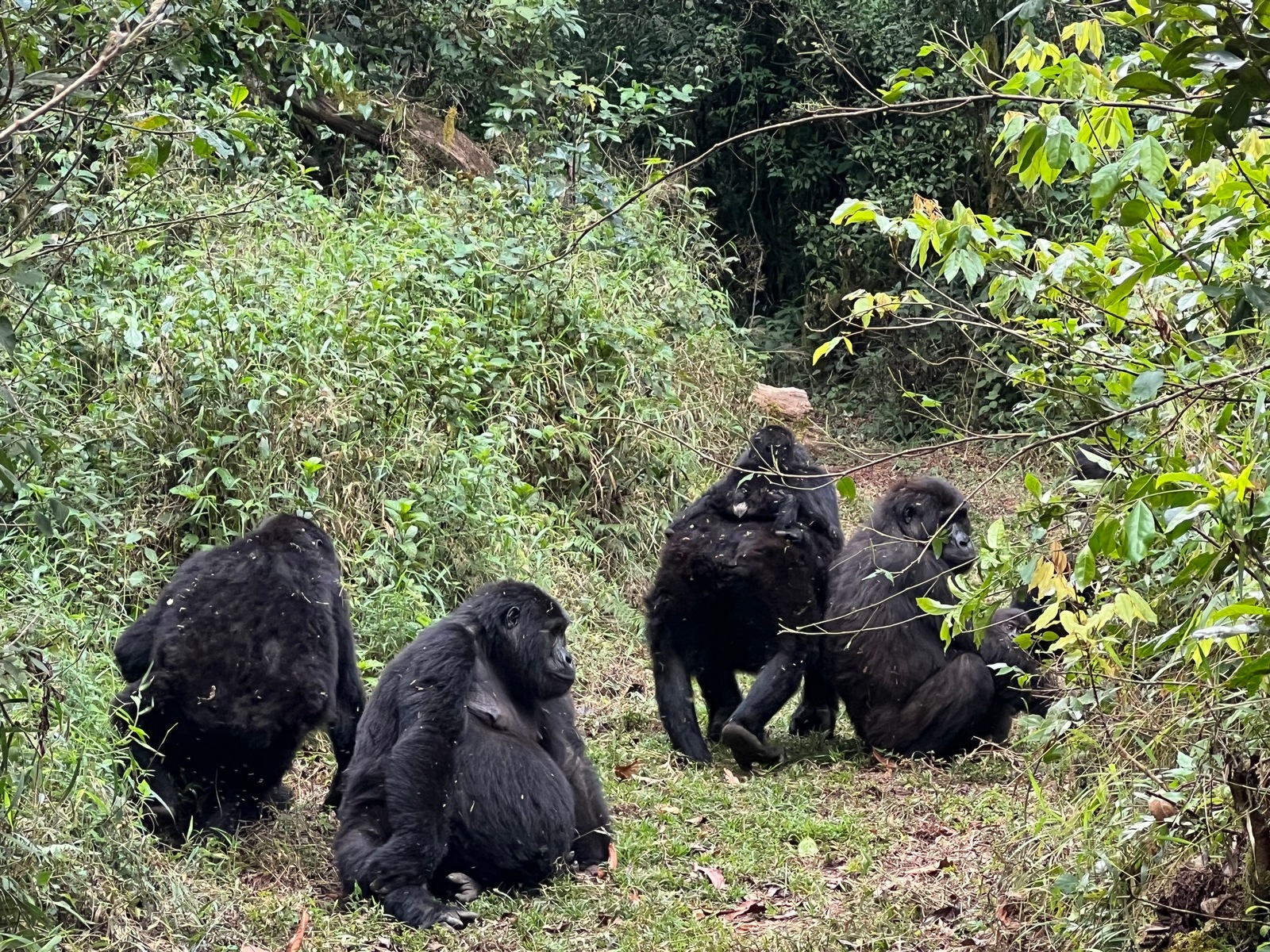 Exploring the Ecosystems of Africa’s Gorilla Parks: Biodiversity in Volcanoes, Bwindi & Mgahinga