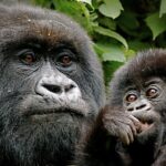 How to Combine Gorilla Trekking in Rwanda with Tanzania Safari