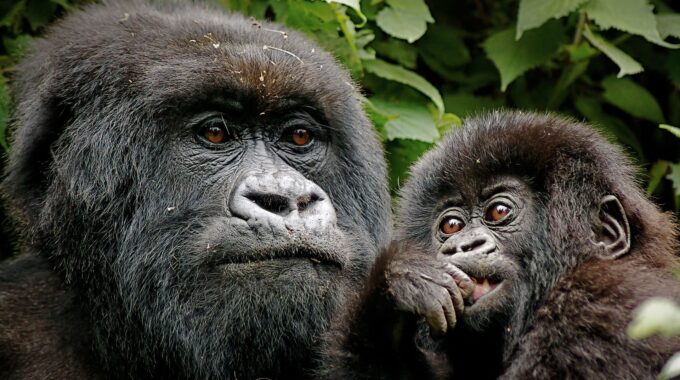 How to Combine Gorilla Trekking in Rwanda with Tanzania Safari