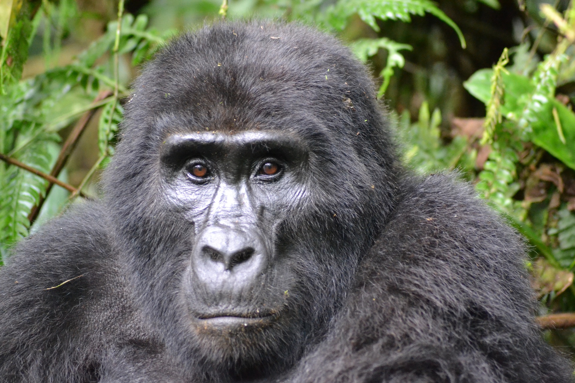 Bwindi vs Mgahinga comparison